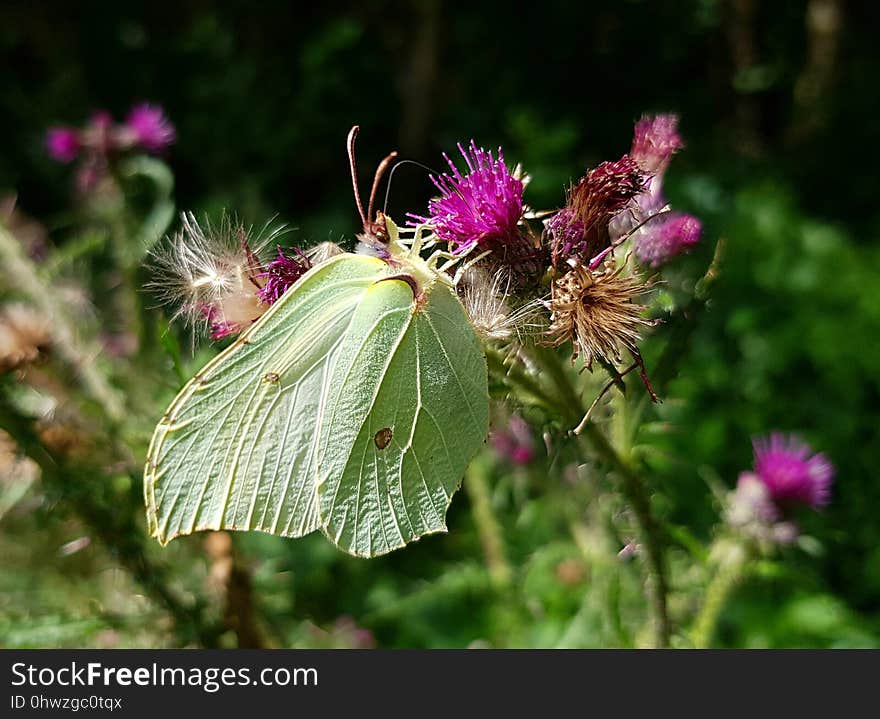 Flower, Plant, Flora, Thistle