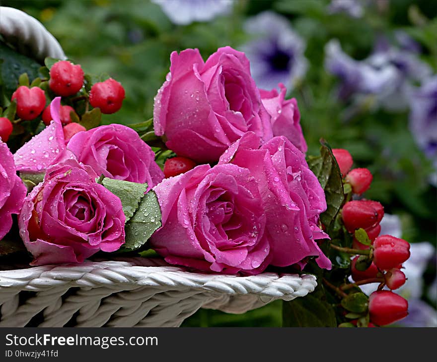 Rose, Flower, Pink, Rose Family