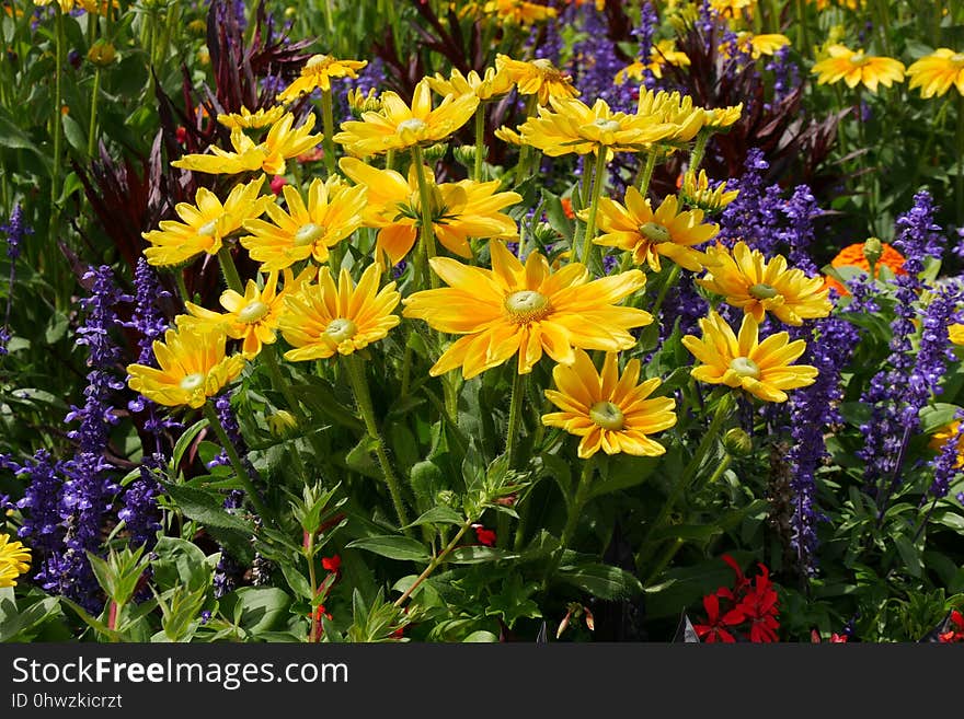 Flower, Plant, Wildflower, Annual Plant