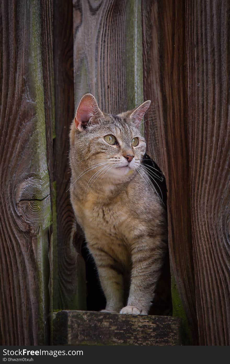 Cat, Fauna, Mammal, Small To Medium Sized Cats