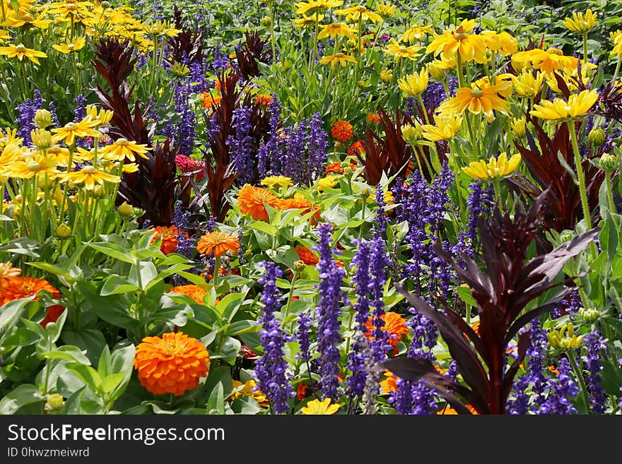 Plant, Flower, Wildflower, Flowering Plant