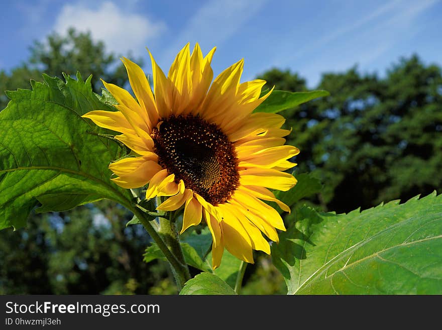 Flower, Sunflower, Yellow, Plant