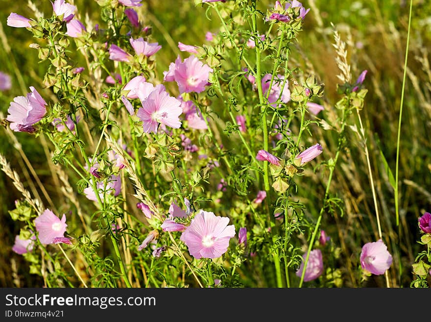 Flower, Plant, Flowering Plant, Flora