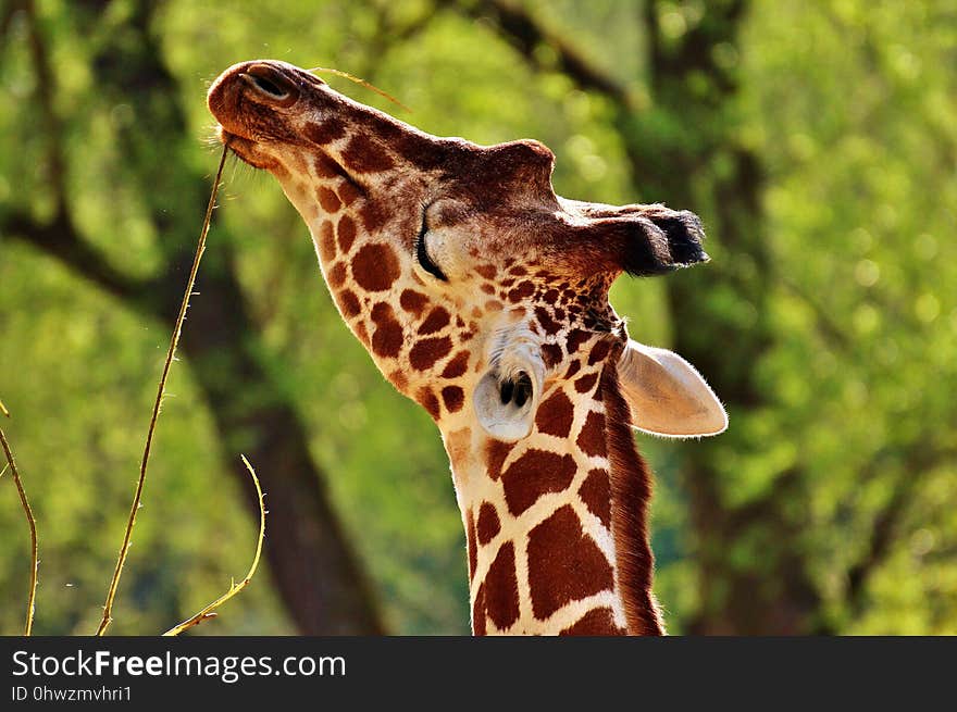 Terrestrial Animal, Giraffe, Wildlife, Mammal