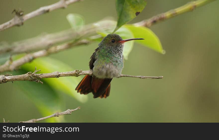 Bird, Hummingbird, Beak, Fauna