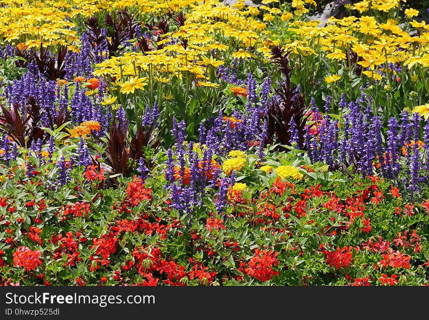 Flower, Plant, Wildflower, Flora