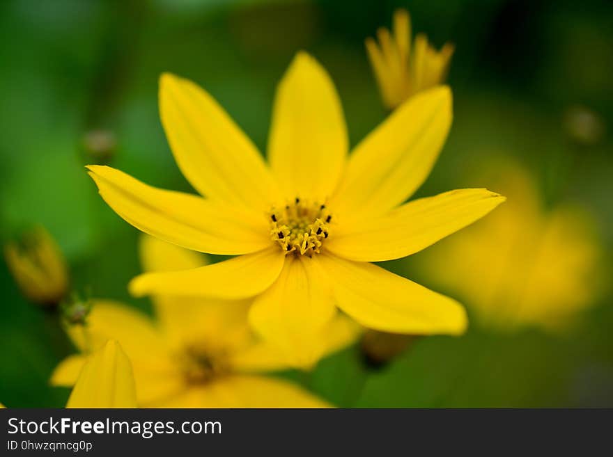 Flower, Yellow, Flora, Wildflower