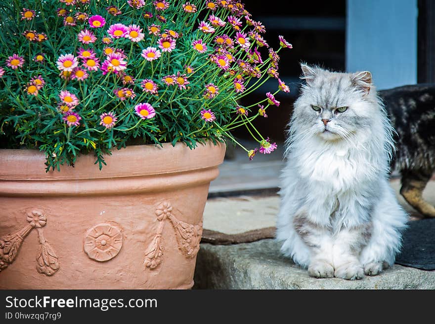 Cat, Flower, Small To Medium Sized Cats, Plant