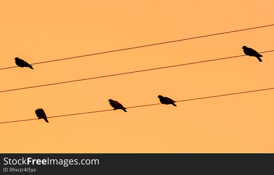 Bird, Sky, Ecosystem, Fauna