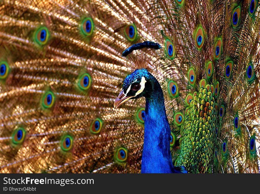 Peafowl, Fauna, Feather, Bird