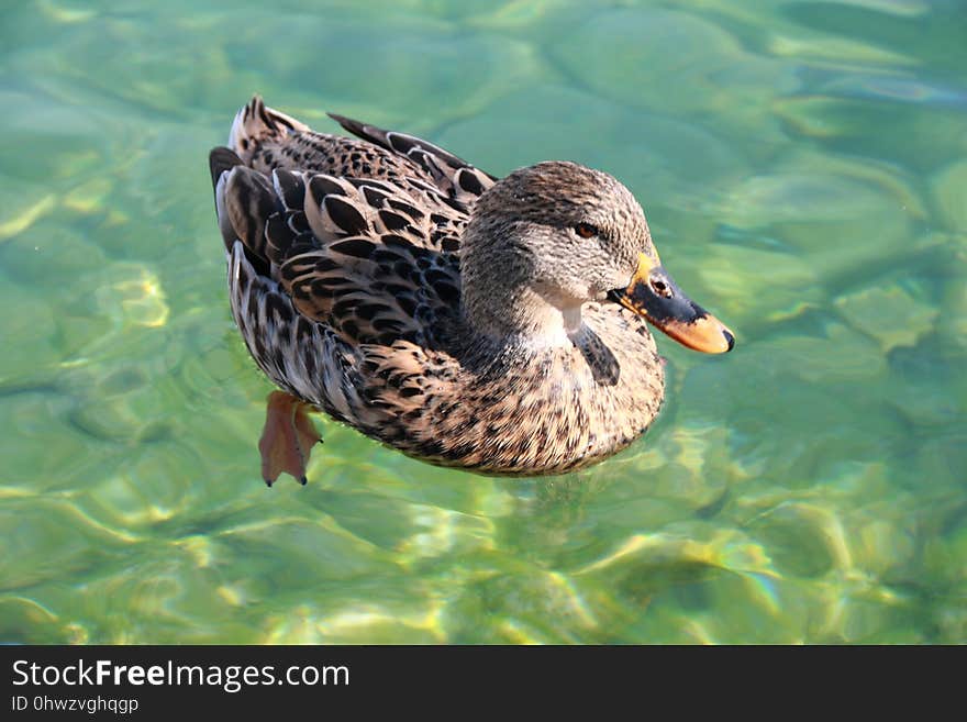 Duck, Bird, Mallard, Water