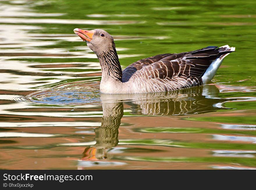 Bird, Water Bird, Fauna, Goose