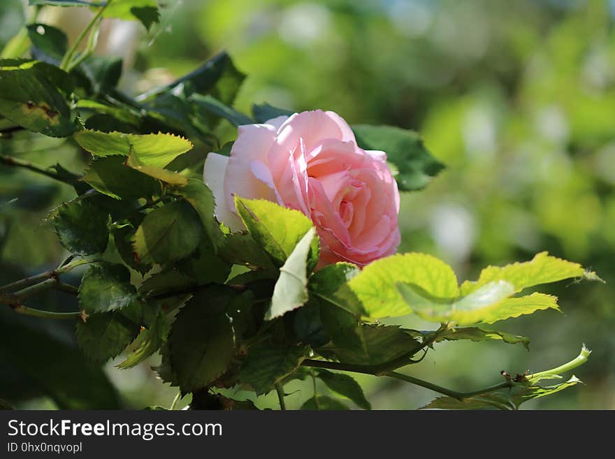 Rose, Flower, Rose Family, Plant