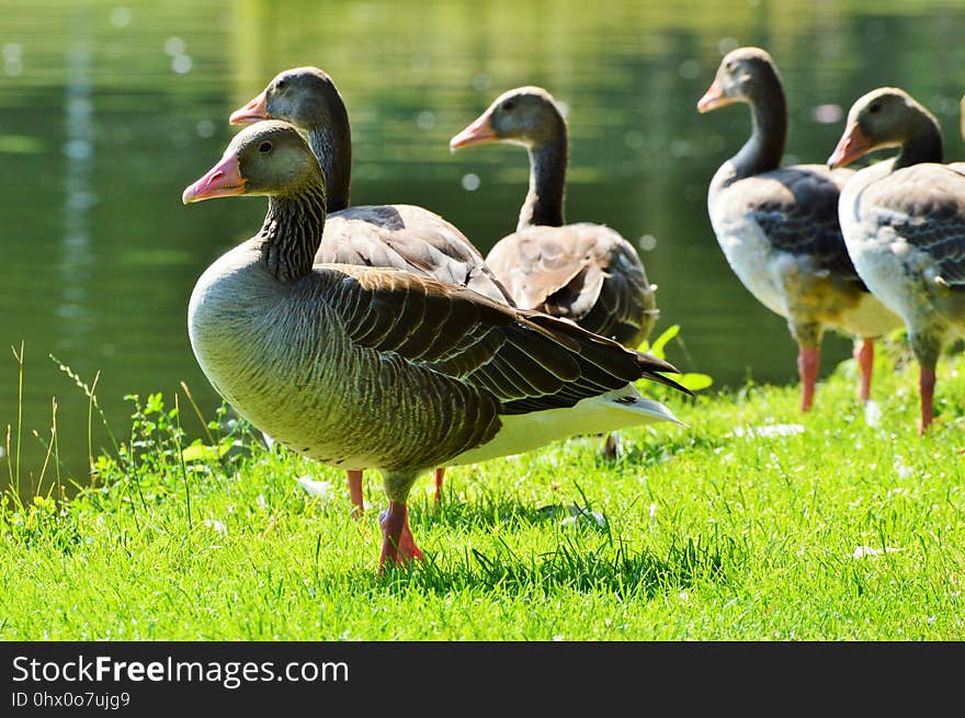 Bird, Duck, Ducks Geese And Swans, Water Bird