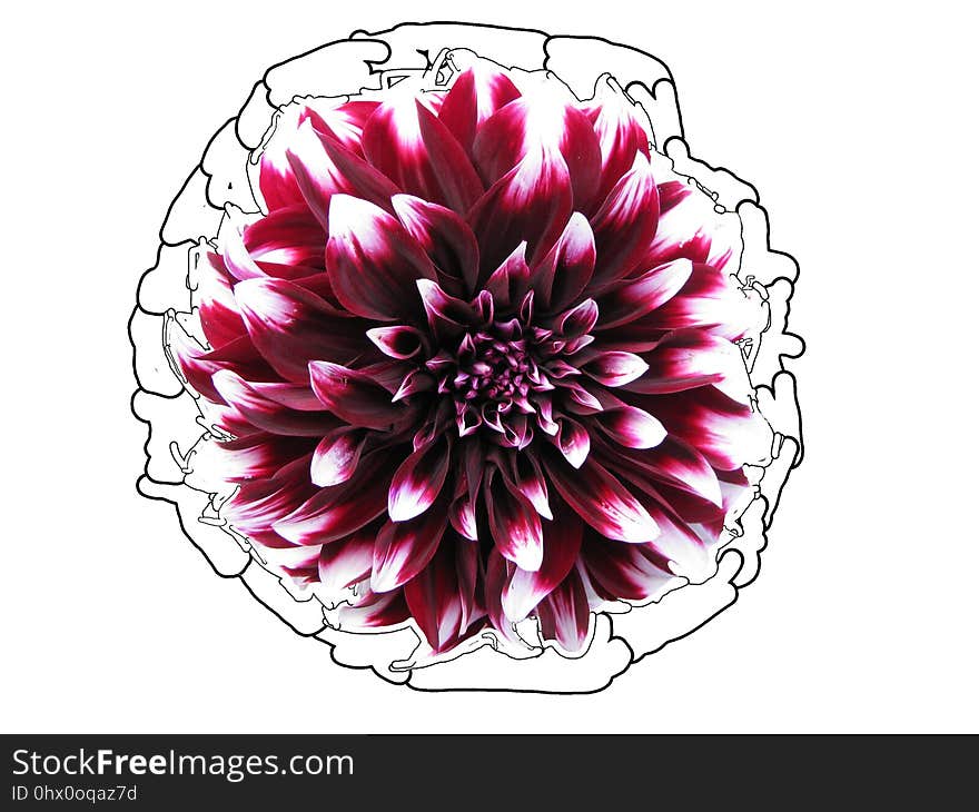 Flower, Flowering Plant, Dahlia, Cut Flowers