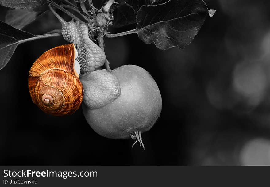 Snails And Slugs, Snail, Still Life Photography, Close Up