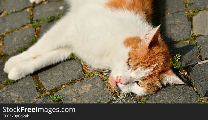 Cat, Fauna, Small To Medium Sized Cats, Whiskers