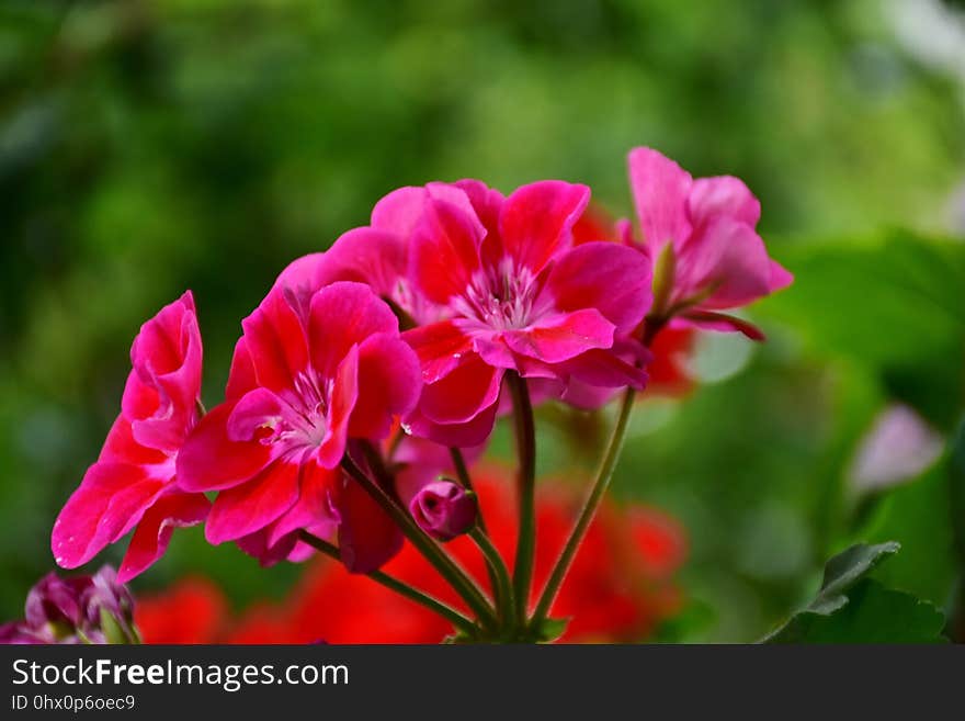 Flower, Plant, Pink, Flora