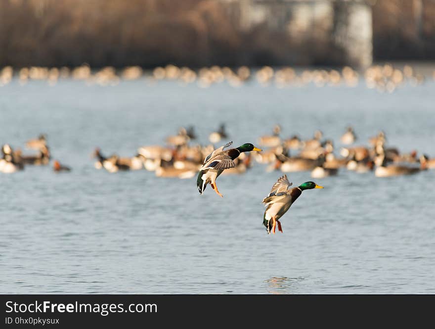 Bird, Water Bird, Water, Duck