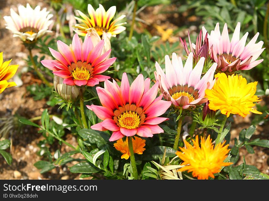 Flower, Plant, Flora, Flowering Plant