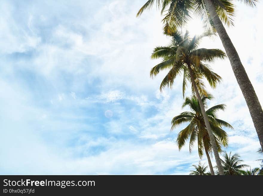 Sky, Cloud, Tree, Palm Tree