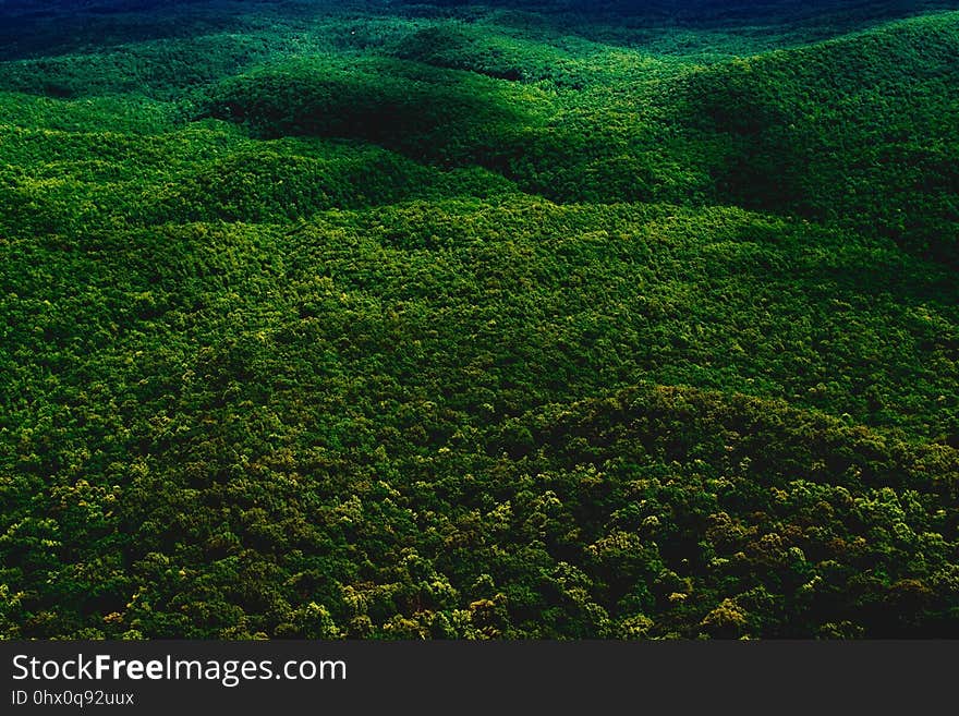 Vegetation, Ecosystem, Nature Reserve, Grass