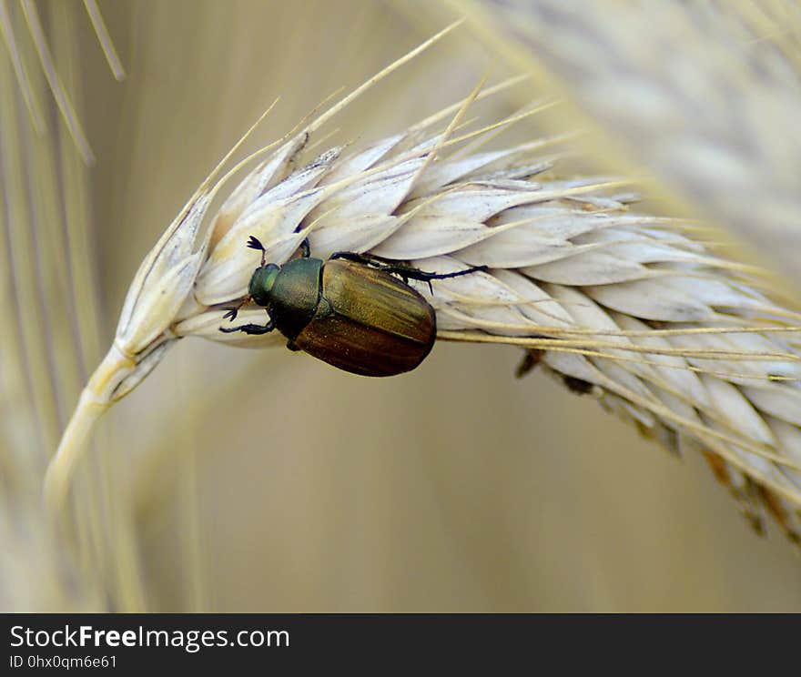 Insect, Fauna, Invertebrate, Close Up