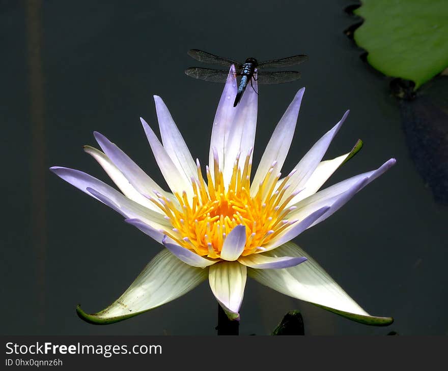 Flower, Flora, Plant, Water