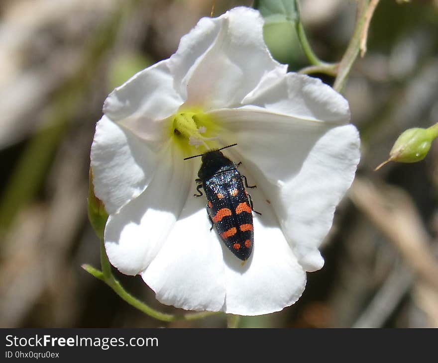 White, Flora, Flower, Insect