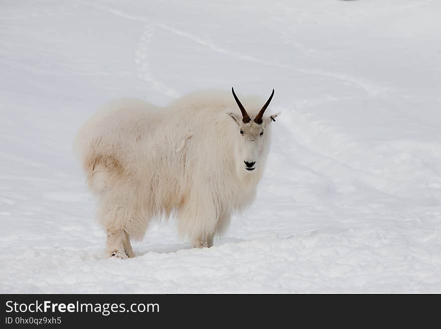 Mountain Goat, Snow, Goats, Cow Goat Family