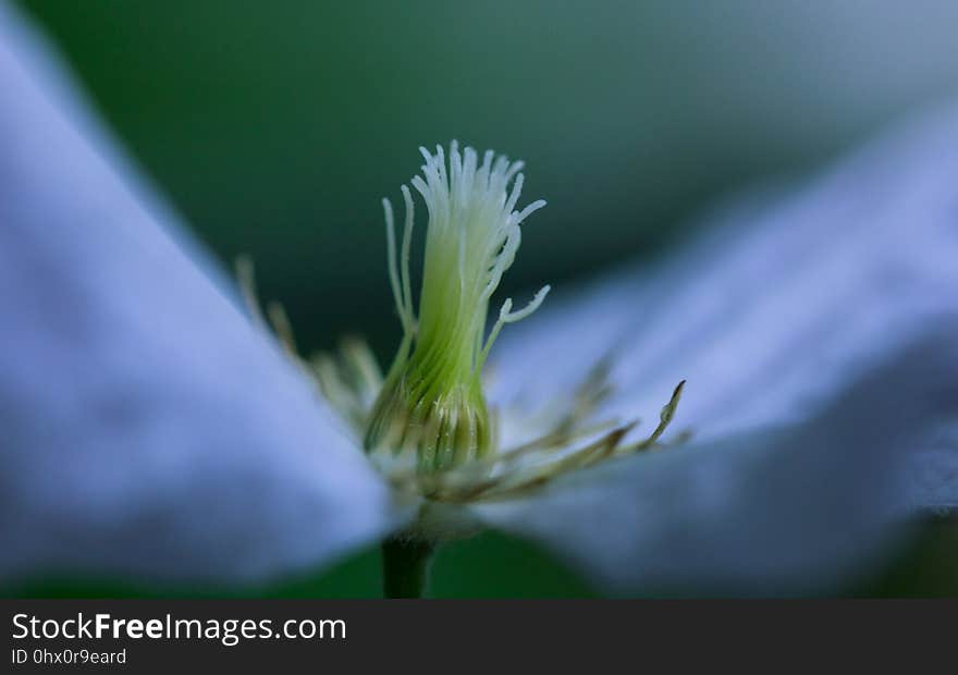 Close Up, Flora, Flower, Plant