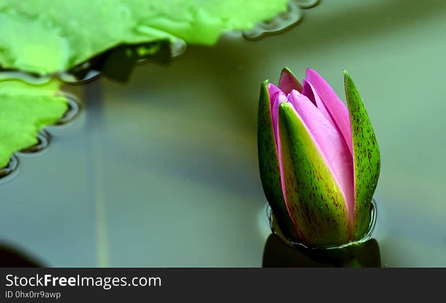 Bud, Flower, Close Up, Flora