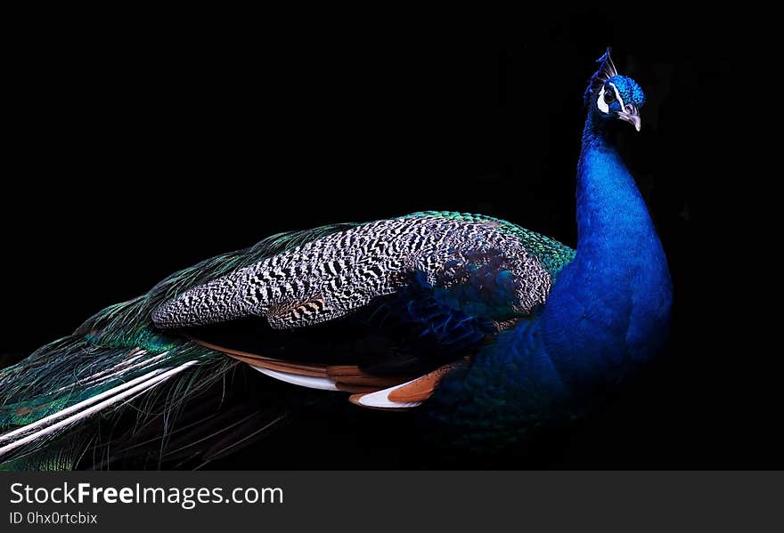 Feather, Bird, Beak, Cobalt Blue