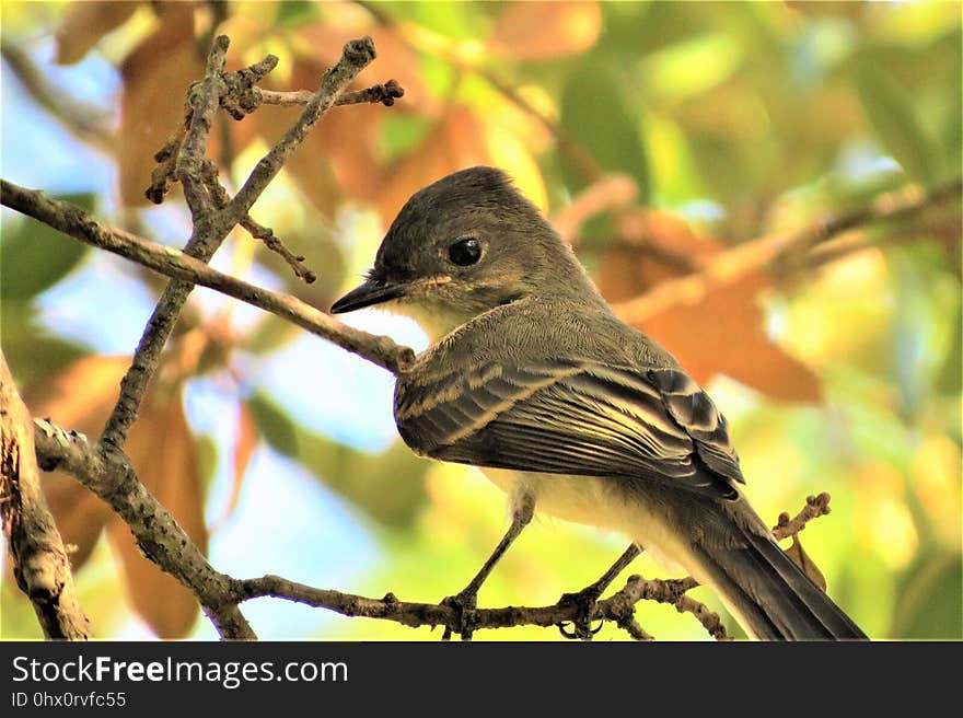 Bird, Fauna, Beak, Branch