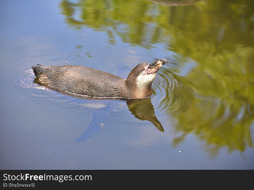 Water, Fauna, Wildlife, Mammal