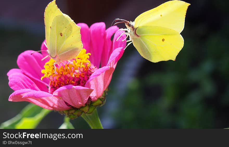 Flower, Butterfly, Nectar, Insect