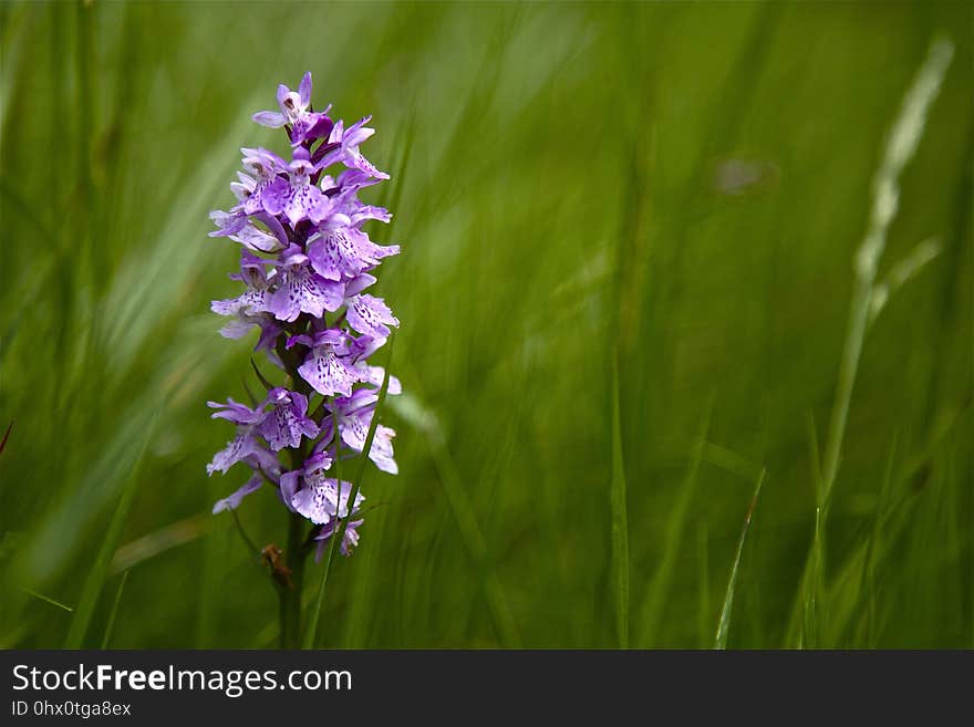 Flower, Plant, Flora, Lavender