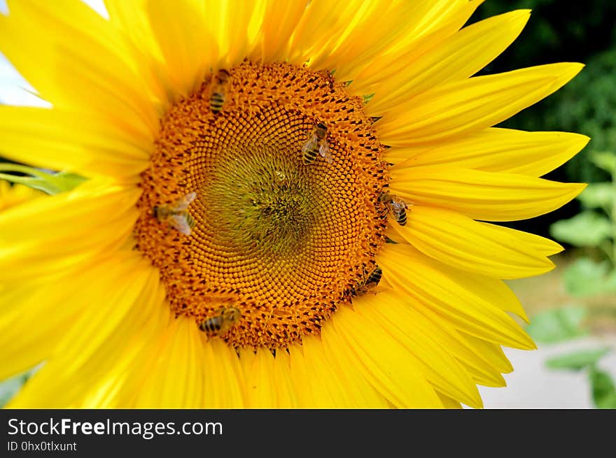 Flower, Sunflower, Honey Bee, Yellow