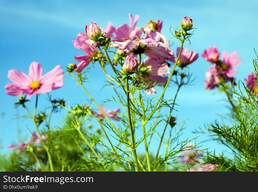 Flower, Flowering Plant, Plant, Garden Cosmos