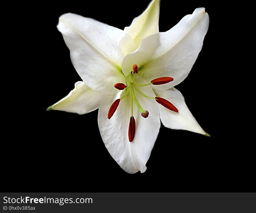 Flower, Lily, White, Plant