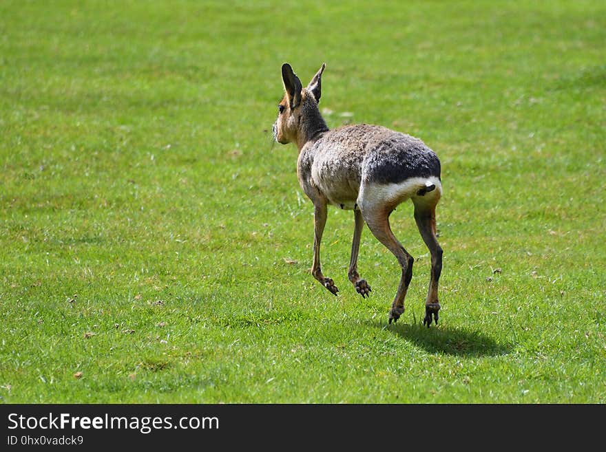 Wildlife, Fauna, Mammal, Grassland