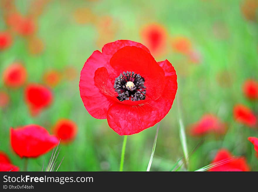 Flower, Red, Wildflower, Coquelicot