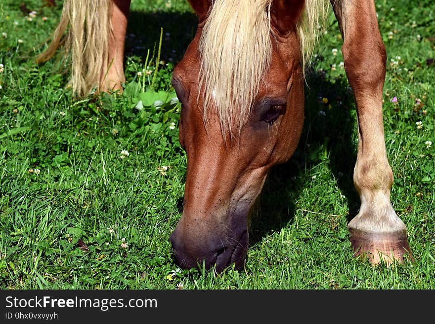 Horse, Grass, Fauna, Mane