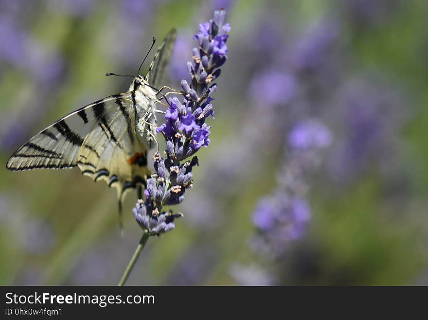 Butterfly, Moths And Butterflies, Insect, Nectar