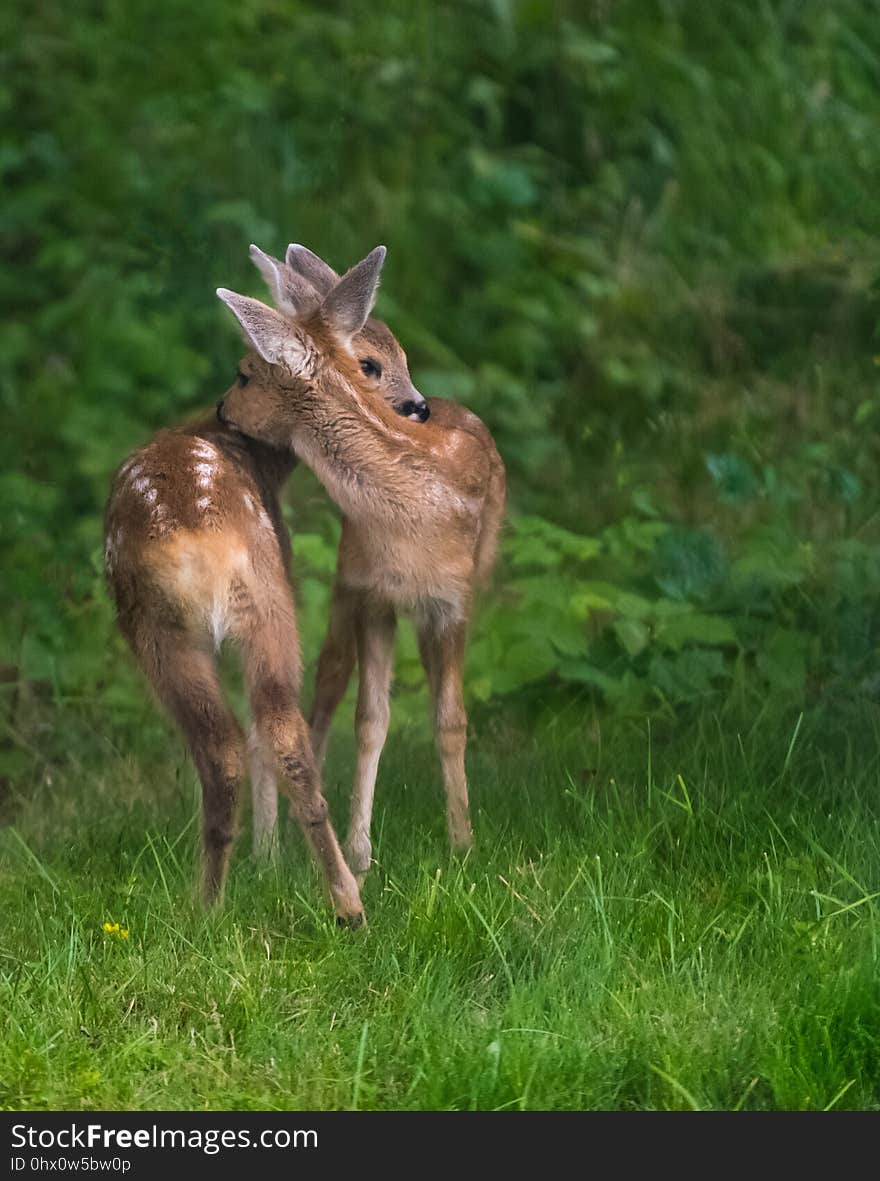 Fauna, Wildlife, Mammal, Deer