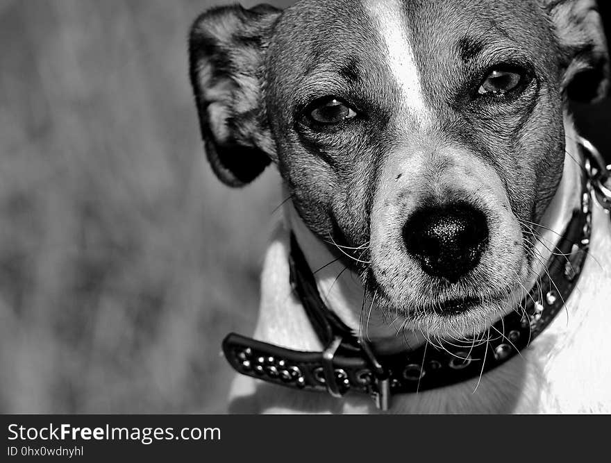 Dog, Black And White, Dog Breed, Dog Like Mammal