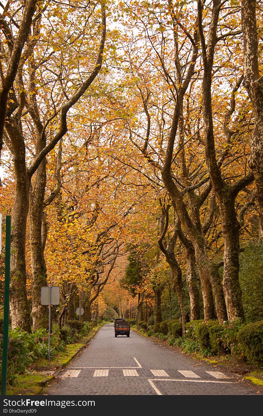 Tree, Leaf, Nature, Autumn