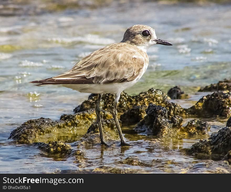 Bird, Shorebird, Sandpiper, Fauna