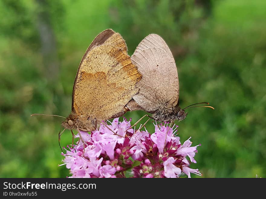 Butterfly, Moths And Butterflies, Insect, Lycaenid