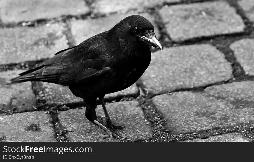 Bird, Black And White, Beak, Fauna